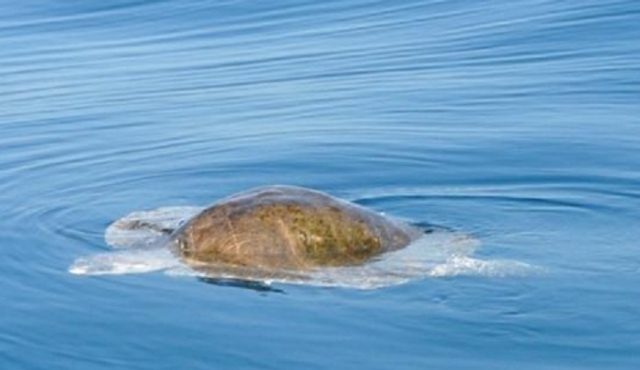  Rencontres avec des tortues 